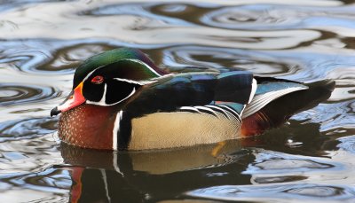 wood duck 3877s.jpg