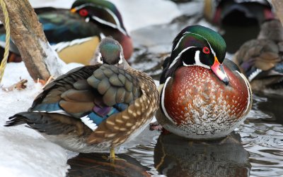 wood ducks 3830s.jpg