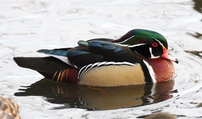 wood duck 3915s.jpg