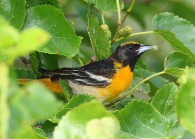 bullock - baltimore oriole hybrid 3573s.jpg