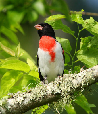 rose breasted grosbeak 4289s.jpg