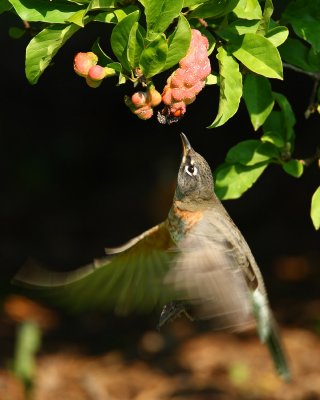 robin 5051s.jpg