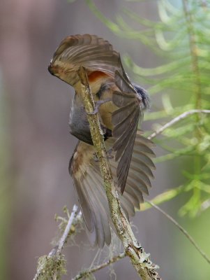 tufted titmouse 9841s.jpg