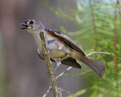 nuthatches, chickadees, and titmice