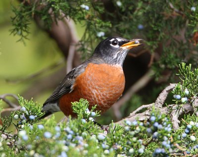 robin 1991s.jpg