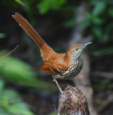 brown thrasher 1287s.jpg