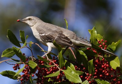 northern mockingbird 0020s.jpg