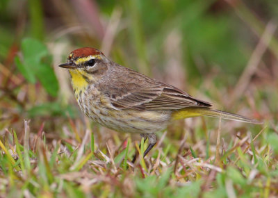 palm warbler 5499s.jpg