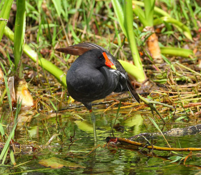 moorhen 5563s.jpg