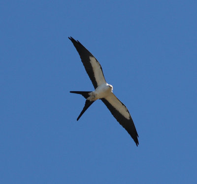 swallow tailed kite 4636s.jpg