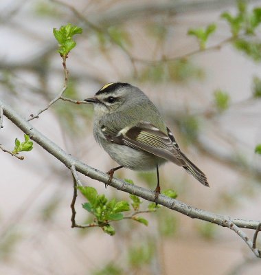 kinglets