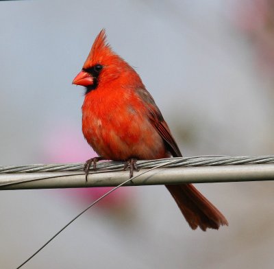 Tanagers Cardinals Crossbills