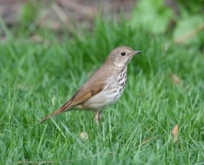hermit thrush 6010s.jpg