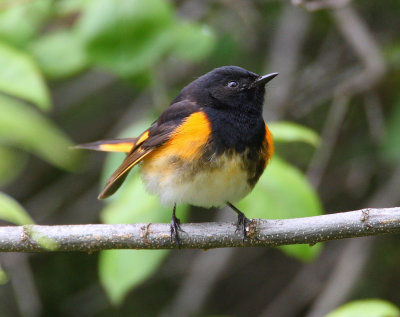 american redstart 6547s.jpg