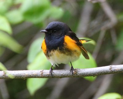 american redstart 6541s.jpg
