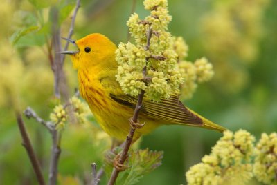yellow warbler 6531s.jpg