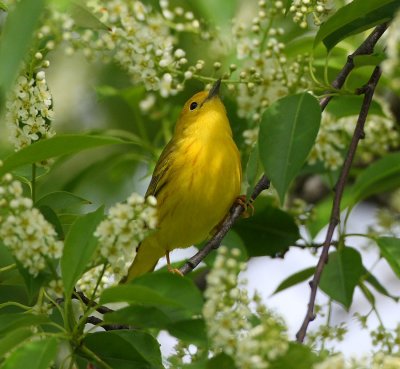 yellow warbler 6483s.jpg