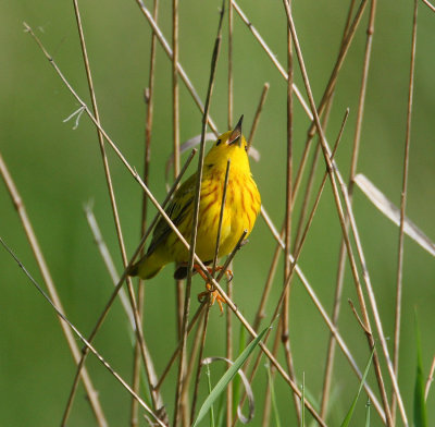 yellow warbler 6439s.jpg