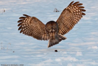 Great gray owl pouncing on its prey.