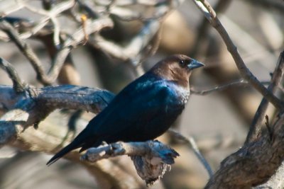 Brown-headed Cowbird  -  (Molothrus ater)  -  Vacher  tte brune