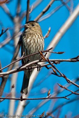 Female