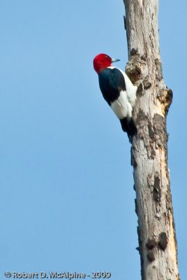 FAMILY PICIDAE  -  Woodpeckers