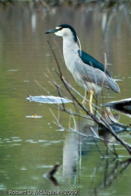 Black-crowned Night Heron  -  (Nycticorax nycticorax )  -  Bihoreau  couronne noire