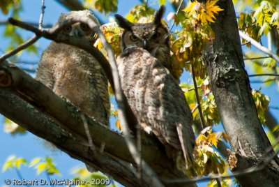 Owlet has fledged and is roosting with mom in a different tree than the one containing the nest.