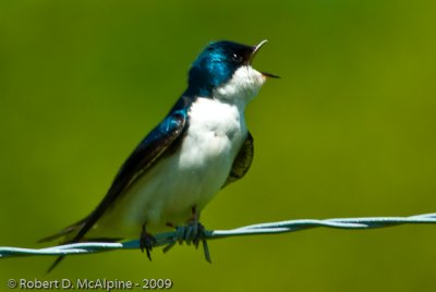 Tree Swallow  -  (Tachycineta bicolor)  -  Hirondelle bicolore