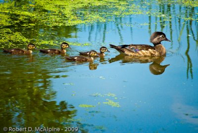 Female Wood Duck with ducklings