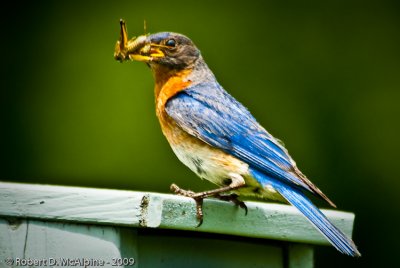 Eastern Bluebird  -  (Sialia sialis)  -  Merlebleu de l'Est