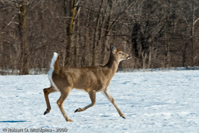 White Tailed Deer - (Odocoileus virginianus)