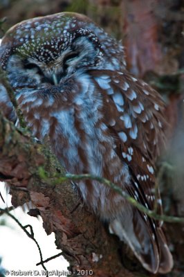 Boreal Owl  -  (Aegolius funereus)  - Nyctale borale