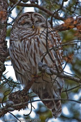 Barred Owl  -  (Strix varia)  -  Chouette raye