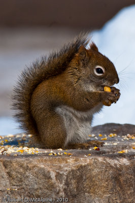 American Red Squirrel - (Tamiasciurus hudsonicus)