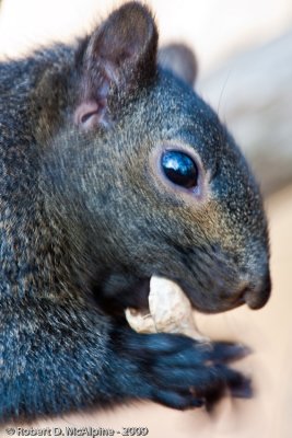 Black  (melanistic) form of Eastern Grey Squirrel