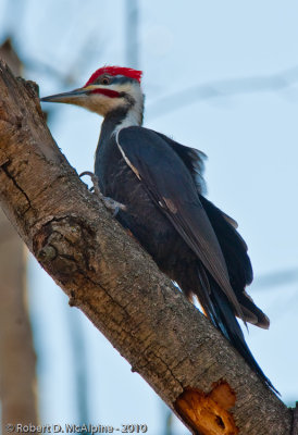 Male