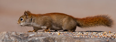 American Red Squirrel - (Tamiasciurus hudsonicus)