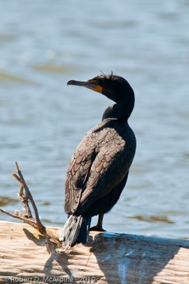 Double-crested Cormorant  -  (Phalacrocorax auritus)  -  Cormoran  aigrettes