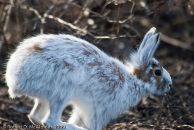 Snowshoe Hare  -  (Lepus americanus)
