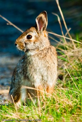 Eastern Cottontail Rabbit  -  (Sylvilagus floridanus)