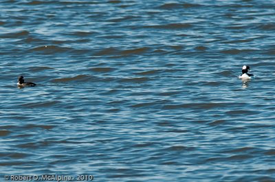 Bufflehead - (Bucephala albeola) - Petit Garrot