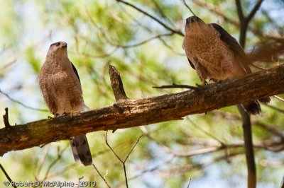 Cooper's Hawk - (Accipiter cooperii) - Epervier de Cooper