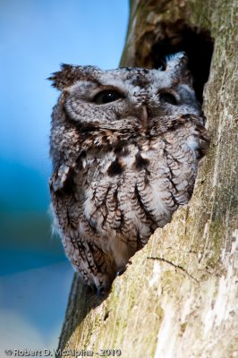 Eastern Screech Owl  -  (Megascops asio)  -  Petit-duc macul