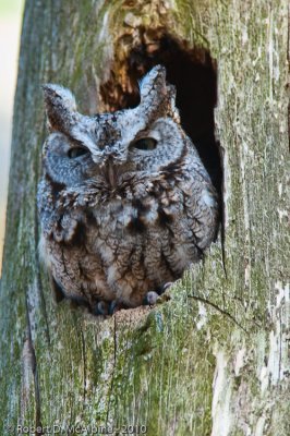 Eastern Screech Owl - (Megascops asio) - Petit-duc maculé