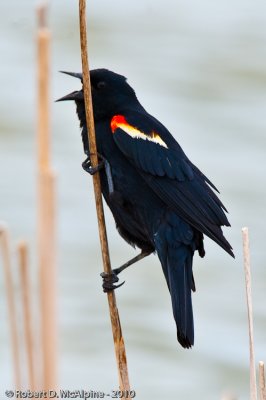 Red-winged Blackbird  -  (Agelaius phoeniceus)  -  Carouge  paulettes