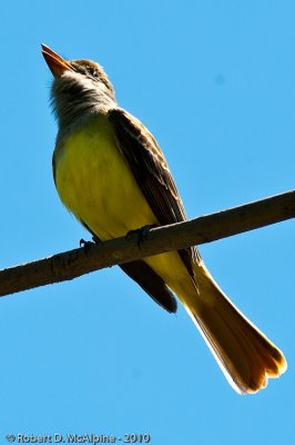 Great Crested Flycatcher  -  (Myiarchus crinitus)  -  Tyran hupp