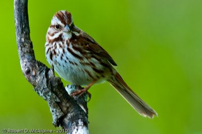 Song Sparrow  -  (Melospiza melodia)  -  Bruant chanteur