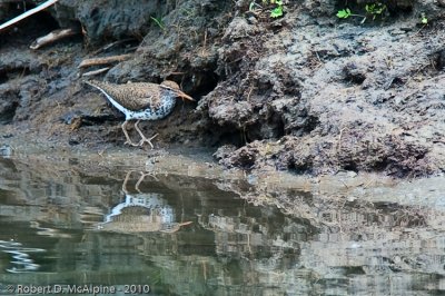 Spotted Sandpiper  -  (Actitis macularia)  -  Chevalier grivel