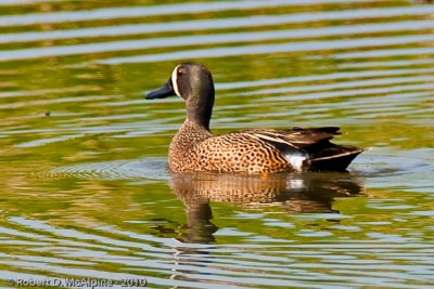 Blue-winged Teal   -  (Anas discors)  -  Sarcelle  ailes bleues